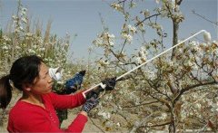李子花期如何管理？李子花期有哪些注意事項(xiàng)？