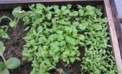 香菜（芫荽）白粉虱如何防治？發(fā)生規(guī)律是什么