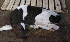 新生牛犢拉綠屎的原因是什么，如何治療？