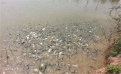 鯽魚養(yǎng)殖密度多少合適？鯽魚飼喂注意事項(xiàng)