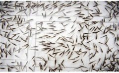 鯽魚是怎么繁殖的？鯽魚的發(fā)育過程簡(jiǎn)介