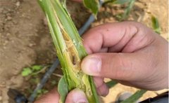 生姜種植如何防治姜薊馬？姜薊馬用什么藥？