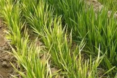 小麥發(fā)黃死苗如何防治，一畝小麥用多少蕓苔素