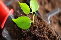 多菌靈可以直接澆灌嗎？如何使用多菌靈灌根？