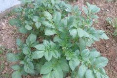 土豆秧用不用打尖和打叉，開花后施什么肥料？