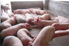 育肥豬不吃食是什么原因，豬不吃食怎么辦？