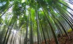 毛竹的生長(zhǎng)特點(diǎn)，毛竹的變種、變型及品種簡(jiǎn)介
