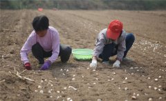 大蒜什么時(shí)間種植，如何掌握大蒜種植深度？
