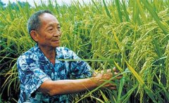 雜交水稻是哪兩種水稻雜交的 可以自己留種嗎？