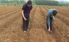 豇豆苗期如何管理？如何確定豇豆的移栽苗齡？