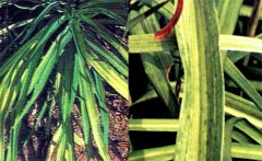 黃花菜病毒病危害癥狀！如何防治黃花菜病毒病