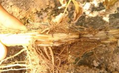 怎樣防治黃花菜根腐病，發(fā)病原因是什么？