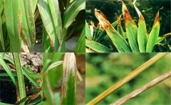 如何預(yù)防黃花菜炭疽病，防治農(nóng)藥是什么藥？