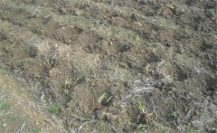 怎樣給黃花菜施肥？黃花菜不同生長期施什么肥