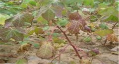 棉花莖枯病的發(fā)病癥狀！棉花莖枯病防治農(nóng)藥！