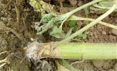 如何預(yù)防向日葵細菌性莖腐病，用什么藥防治？