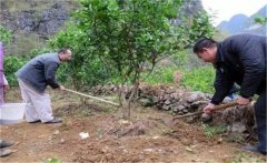 橙子樹(shù)如何施肥？橙子樹(shù)的根外施肥須知