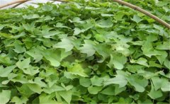 甘薯的原產(chǎn)地是哪里？甘薯和紅薯有什么區(qū)別？