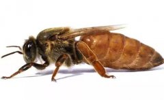 蜂王是如何產(chǎn)生的，怎樣人工培育蜂王？