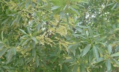 杜英是常綠還是落葉、杜英是喬木還是灌木