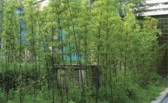 紫竹怎么養(yǎng)才能更旺盛？紫竹的園林用途