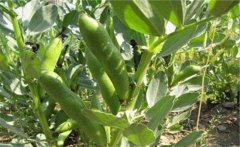 蠶豆的營(yíng)養(yǎng)價(jià)值有哪些？蠶豆的保健功效簡(jiǎn)介