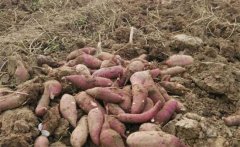甘薯、甜豌豆高效栽培新模式