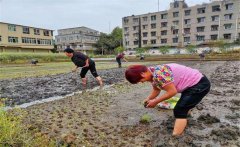 記住西瓜種植的訣竅，可讓西瓜大圓甜掉牙！