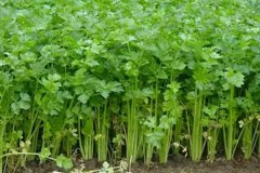 芹菜畝產(chǎn)量一般多少斤？芹菜種植方法