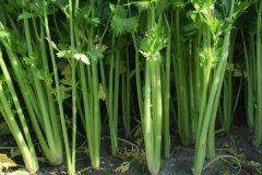 芹菜什么時(shí)間播種，種植芹菜用什么肥料合適