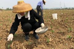 種植玉米怎么施底肥好，玉米為什么會長杈子