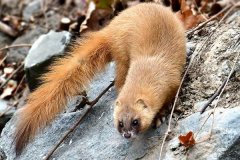 黃鼠狼會吃雞嗎？黃鼠狼是保護動物嗎？