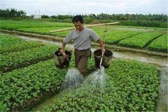 施用沖施肥的優(yōu)點，怎樣沖施肥料不浪費？
