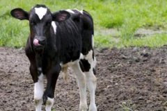 如何預防新生牛犢拉稀、牛犢拉稀用什么藥用藥