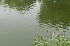 魚塘水變綠是怎么回事、怎么處理 對(duì)魚有影響嗎