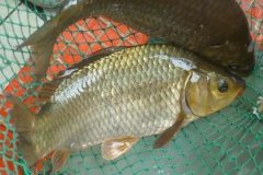 魚(yú)類怎樣繁殖下一代，魚(yú)類繁殖方式有哪幾種