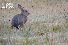 養(yǎng)野兔犯法嗎？養(yǎng)野兔子要注意什么？