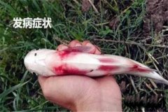 草魚(yú)出血病怎么治療，有哪些癥狀？