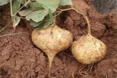 涼薯種植時(shí)間和方法，涼薯的生長(zhǎng)周期問(wèn)題