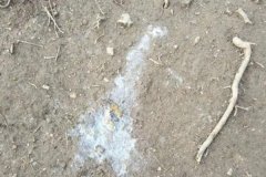 雞拉稀是什么原因引起的，雞拉稀用什么藥治療