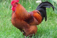 公雞打鳴的原因是什么，怎么制止公雞打鳴