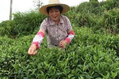 茶葉采摘方法 茶葉合理采摘的要求有哪些？