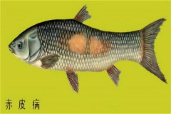 養(yǎng)殖魚(yú)類怎樣防治赤皮?。咳绾晤A(yù)防？