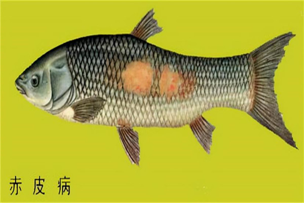 魚(yú)類赤皮病的主要癥狀