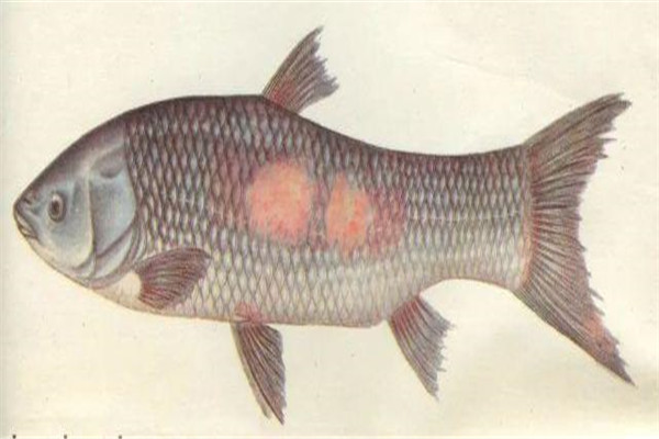 魚(yú)類赤皮病如何預(yù)防