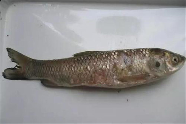 魚(yú)類赤皮病怎樣治療
