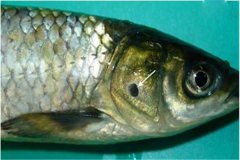 養(yǎng)魚怎樣防治細菌性爛鰓病？