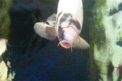 魚池如何防治白頭白嘴病？怎樣預防？