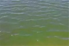 浮游生物與水色有何關系，哪種水色養(yǎng)魚效果好