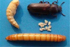 黃粉蟲卵、幼蟲、蛹和成蟲的形態(tài)特征介紹